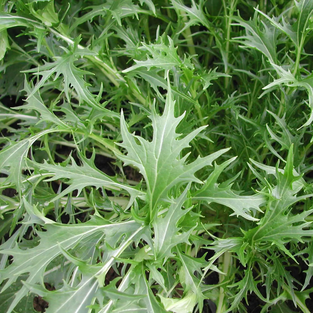 Spinach Mizuna Early