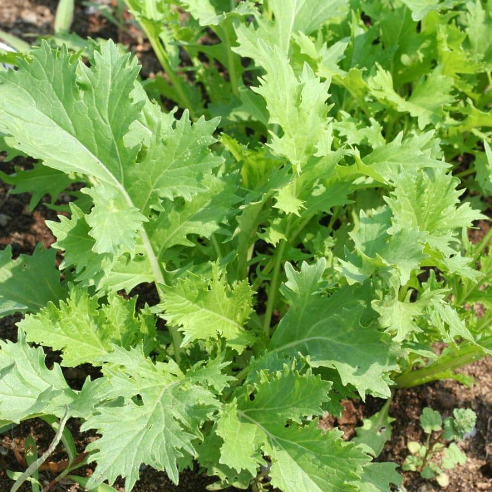 Spinach Mizuna Early