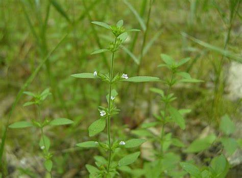 Hedeoma pulegioiedes (American Pennyroyal) 100 Seeds For Planting