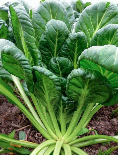 Pak Choi - Tatsoi 250 Seeds For Planting