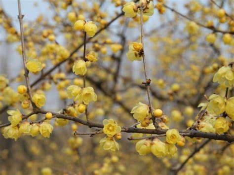 Chimonantus praecox (Wintersweet) 10 Seeds For Planting