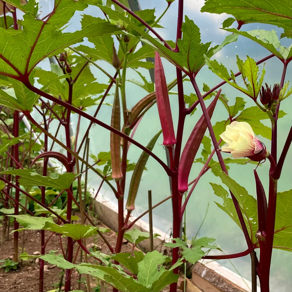 Okra Burgundy