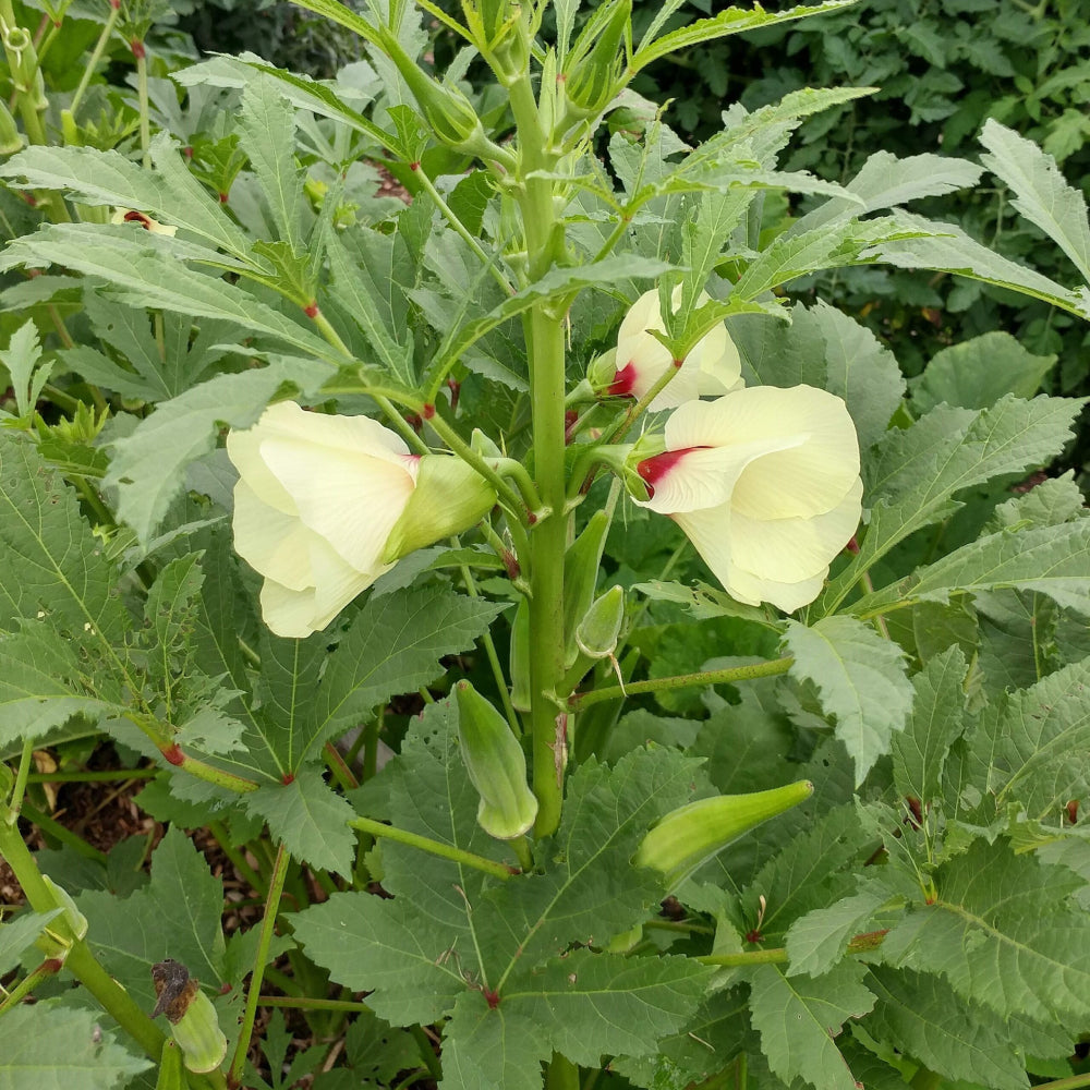 Okra Clemson Spineless