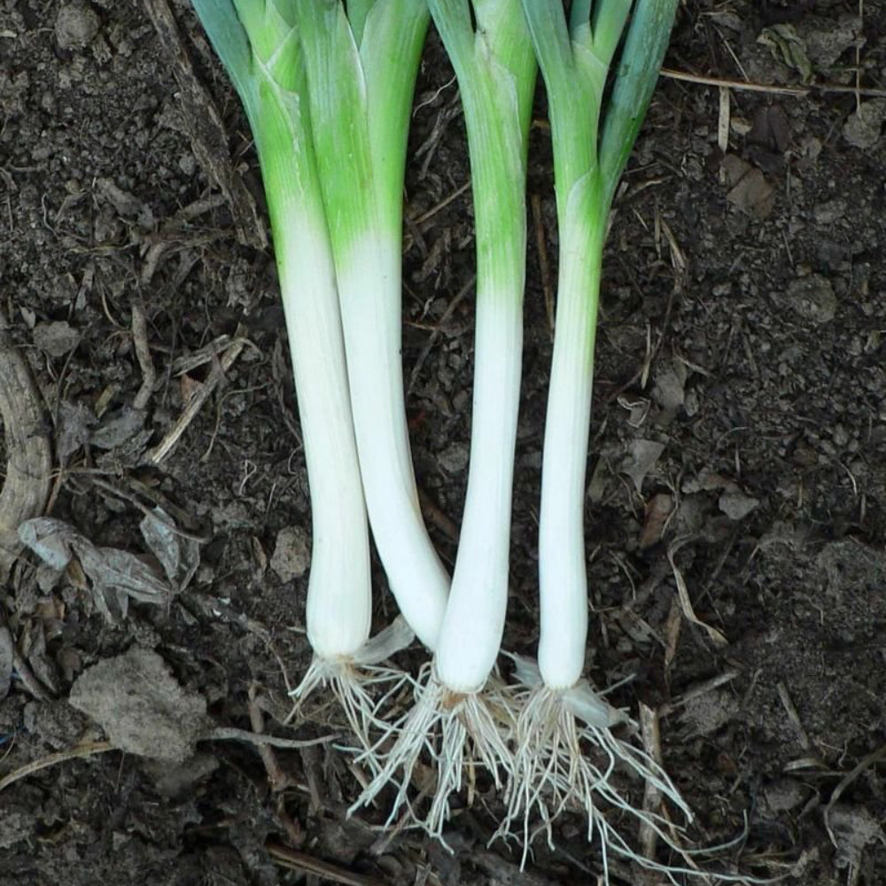 Onion-Bunching Tokyo Long