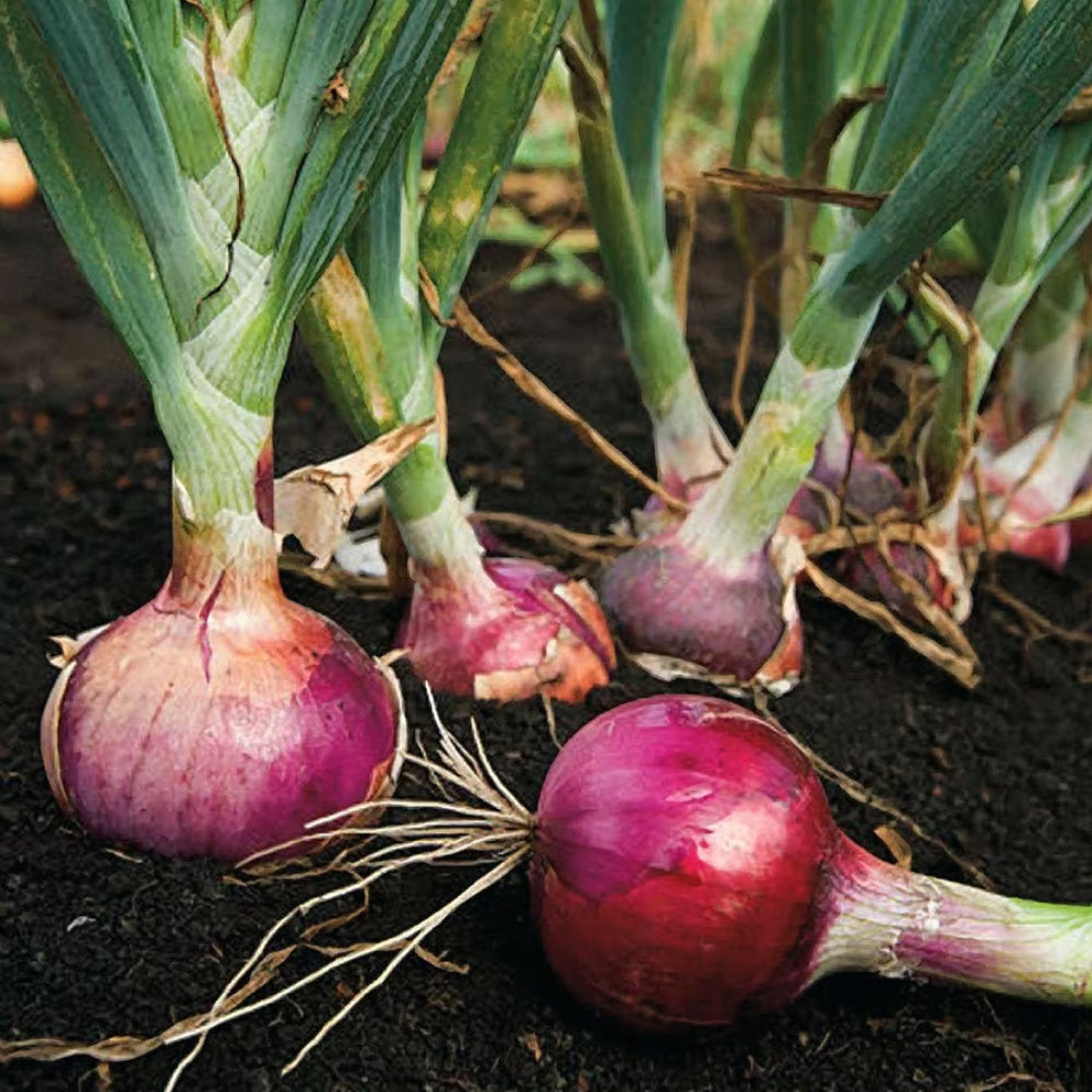 Onion Red Burgundy Short Day