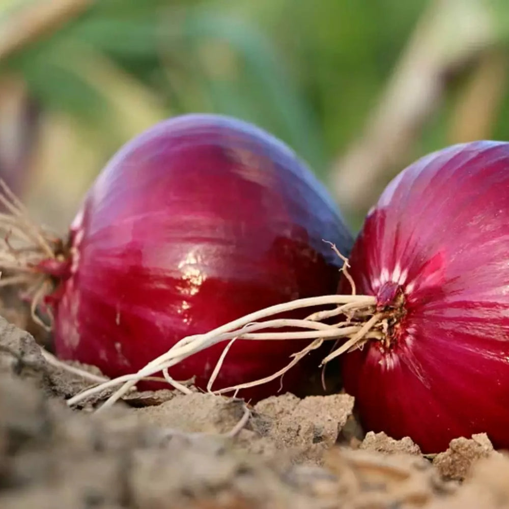 Onion Red Burgundy Short Day