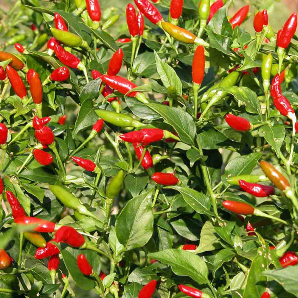Tabasco Hot Pepper