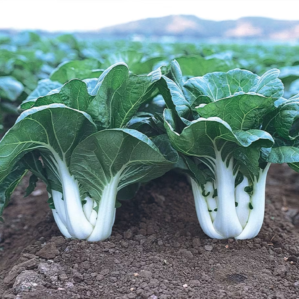 Pak Choi - Bok Choi Taisai