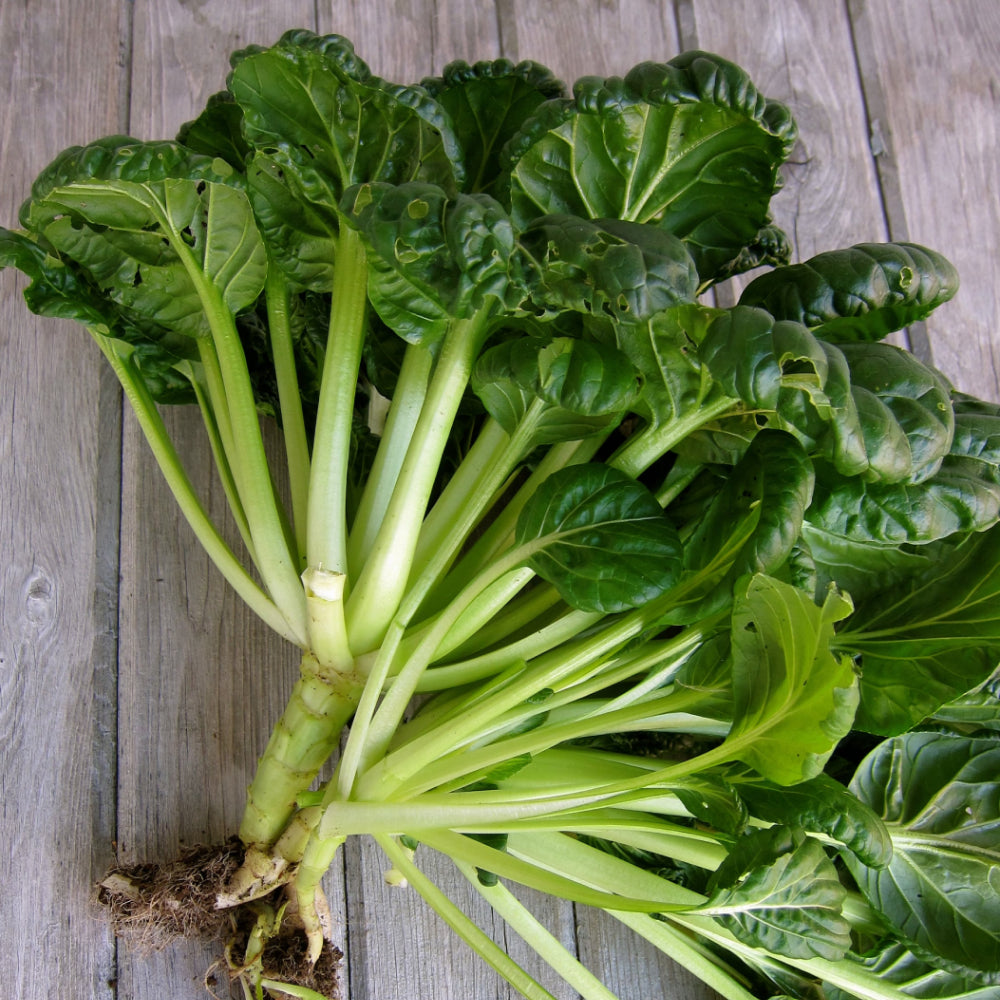 Pak Choi - Tatsoi