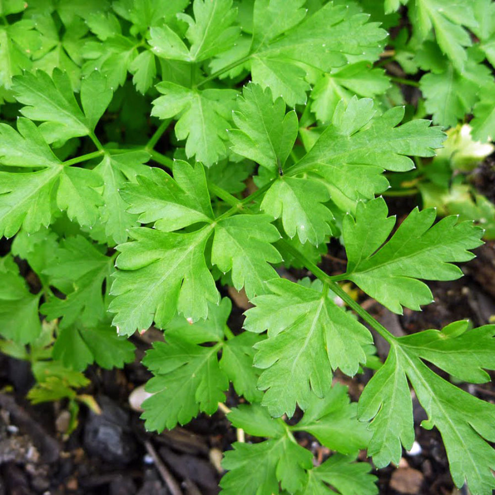 Parsley Dark Green Italian Giant