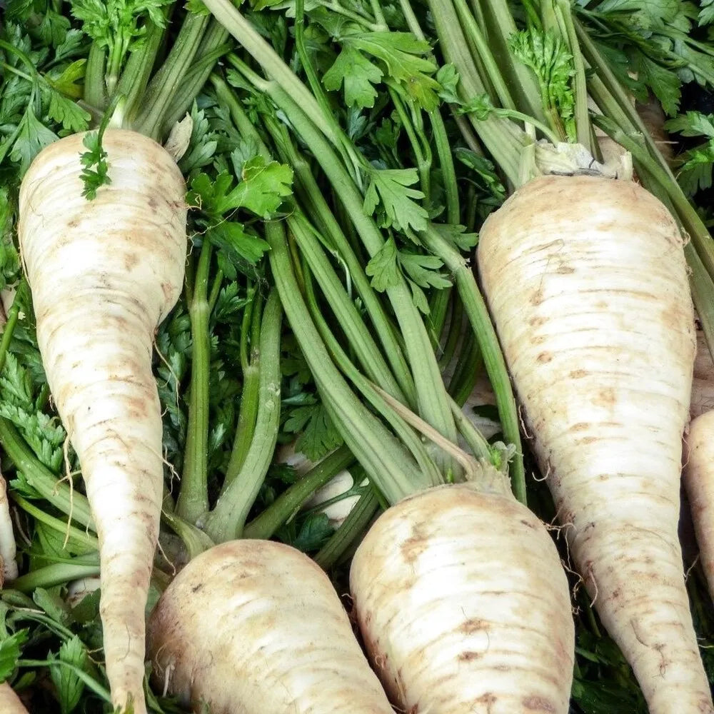 Parsnip All American