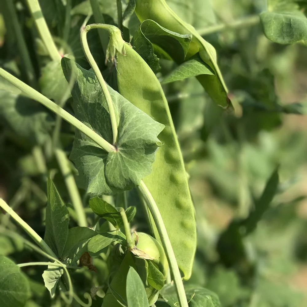 Pea Snow Dwarf Sugar Grey