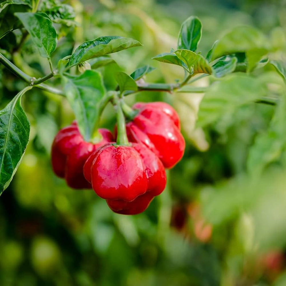 Scotch Bonnet Red Hot Pepper