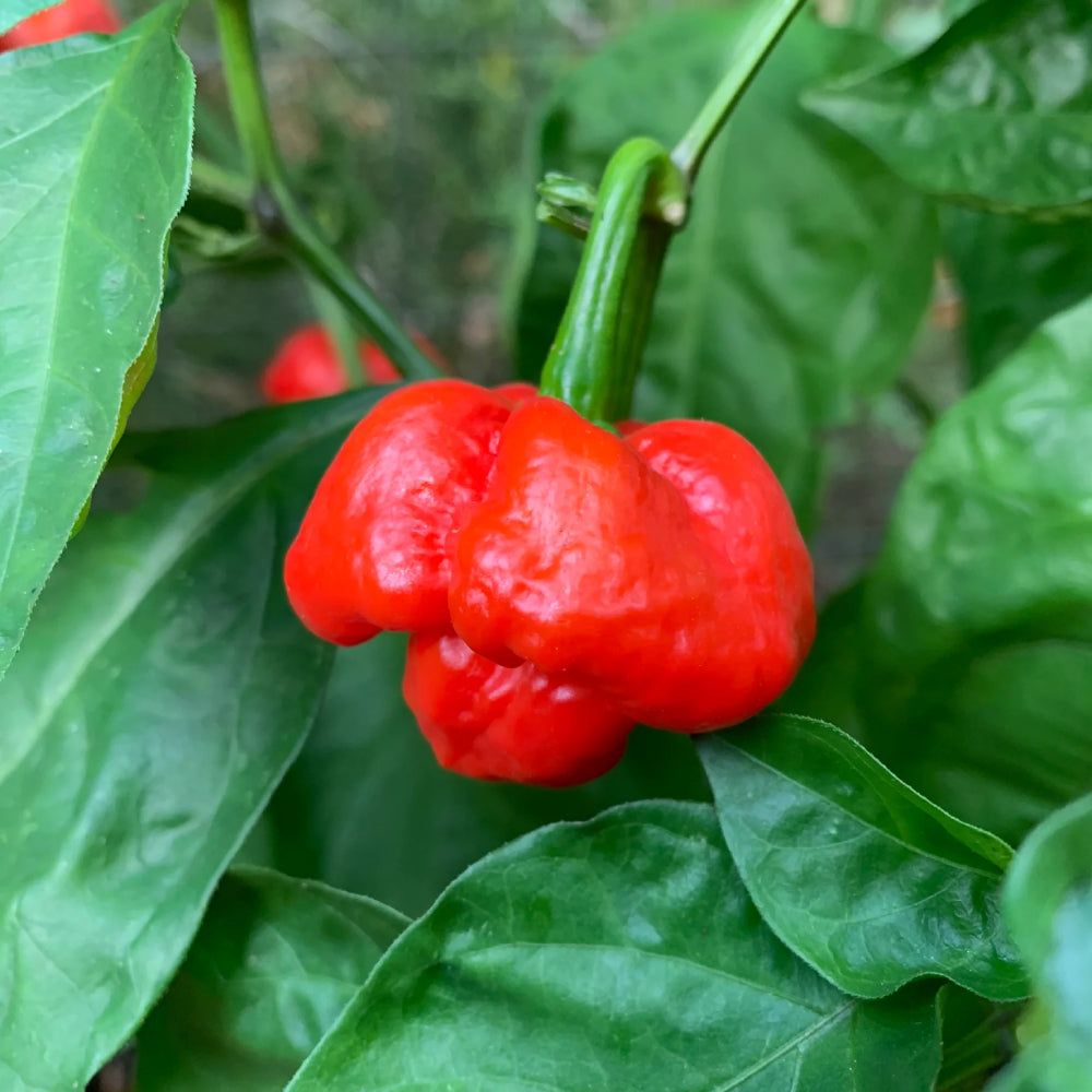 Scotch Bonnet Red Hot Pepper