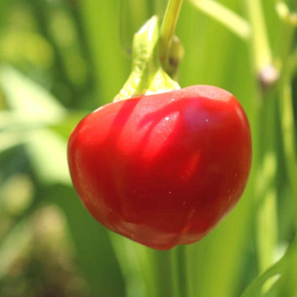 Large Hot Cherry Pepper