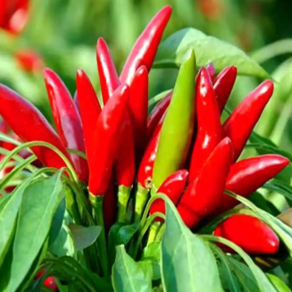 Thai Hot Capsicum Fruitescen Pepper
