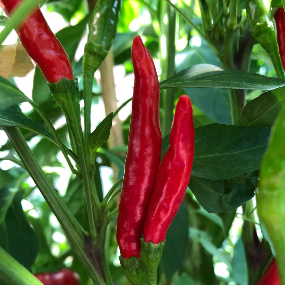 Thai Hot Capsicum Fruitescen Pepper