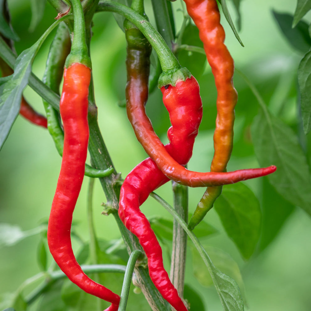 Cayenne Red Long Hot Pepper