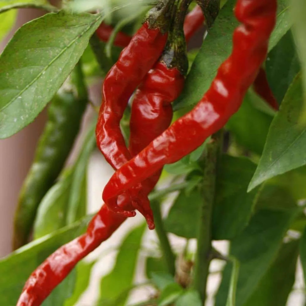 Cayenne Red Long Hot Pepper