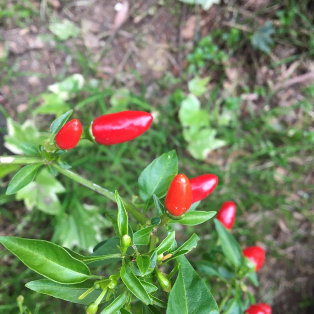 Chile Piquin Hot Pepper