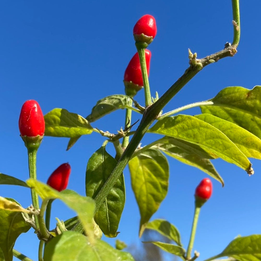 Chile Piquin Hot Pepper