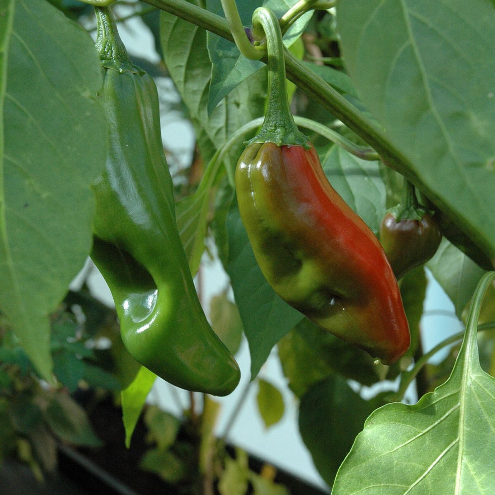 Hatch Big Jim Chili Hot Pepper