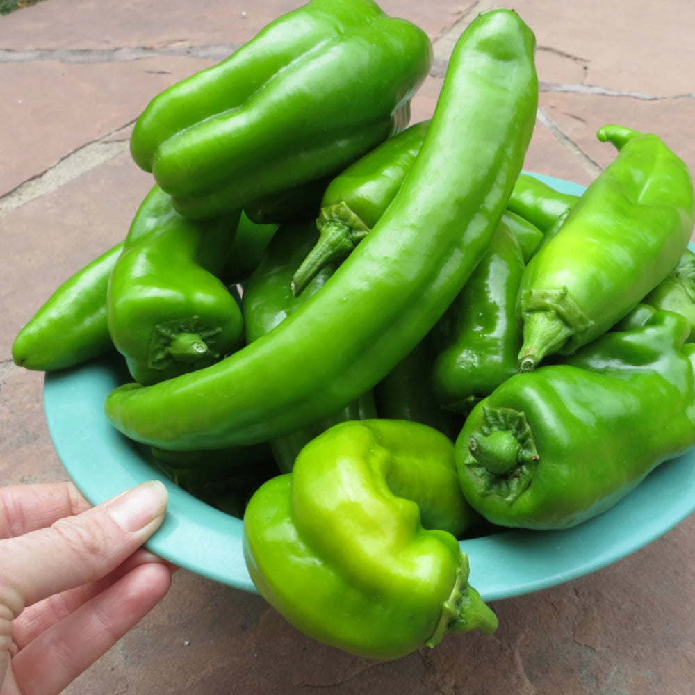 Hatch Big Jim Chili Hot Pepper