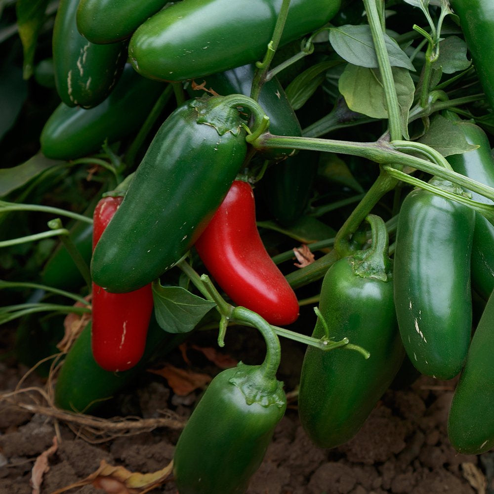 Jalapeno Early Hot Pepper