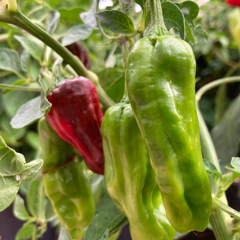 Pepperoncini Italian Sweet Pepper