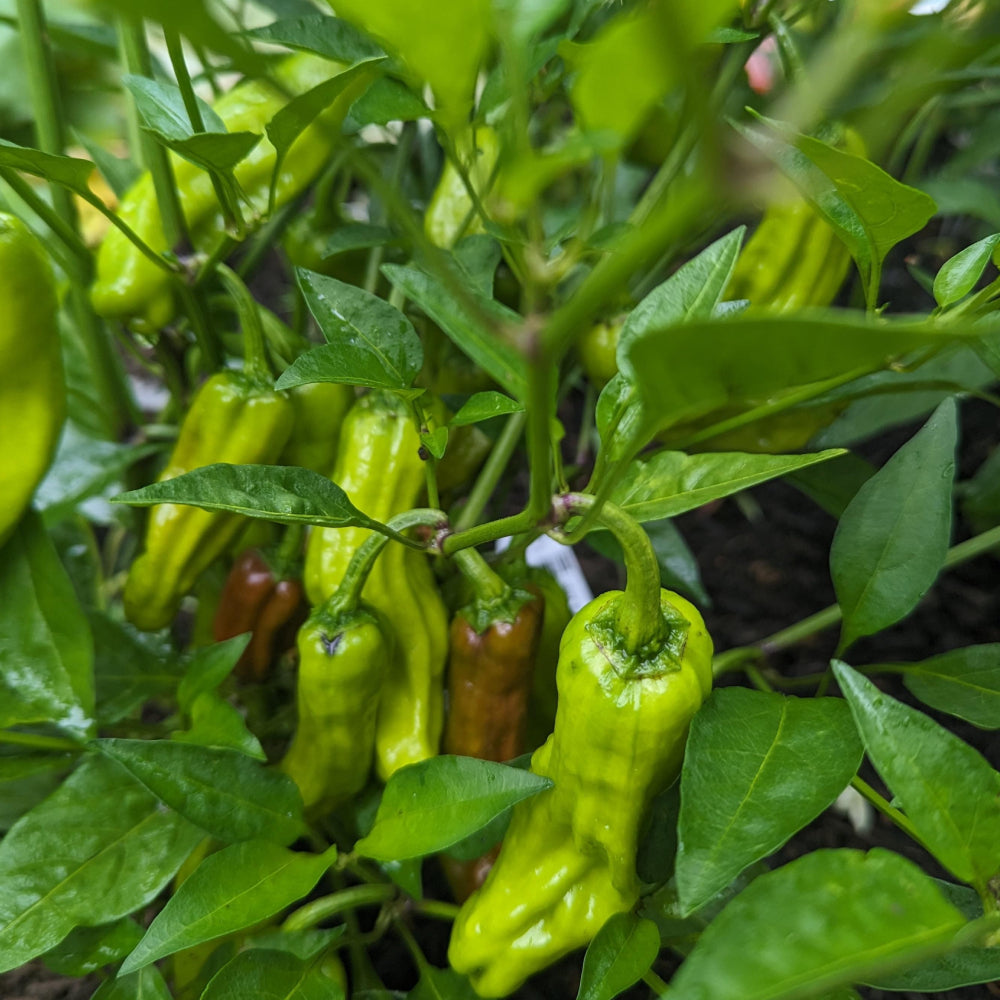 Pepperoncini Italian Sweet Pepper