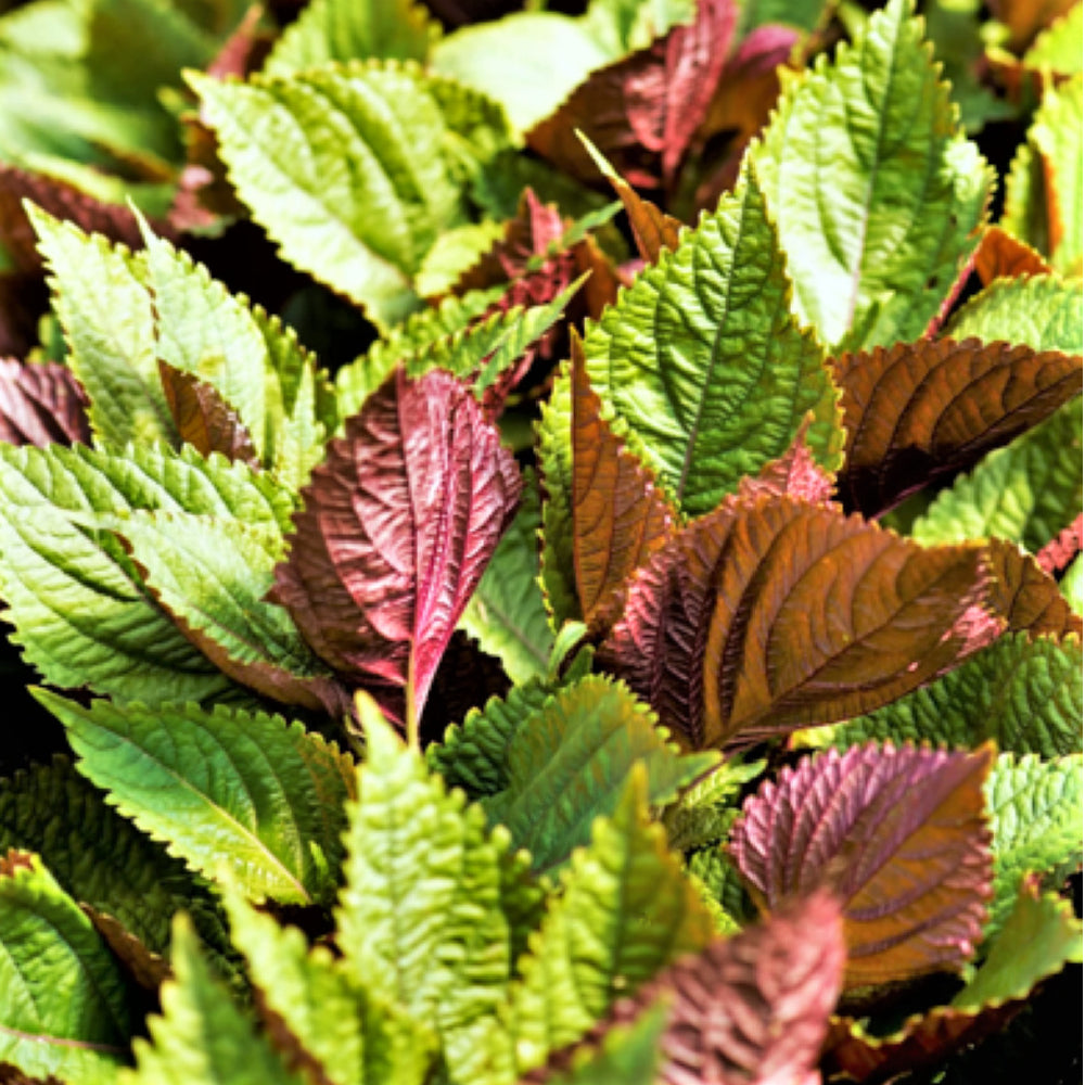 Perilla (Shiso), Jeok Ssam Ip