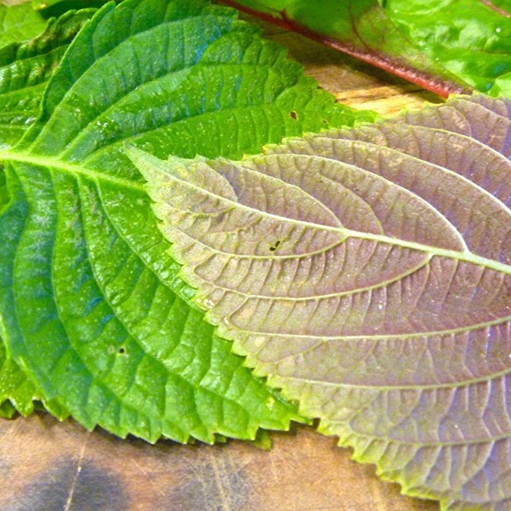 Perilla (Shiso), Korean Perilla