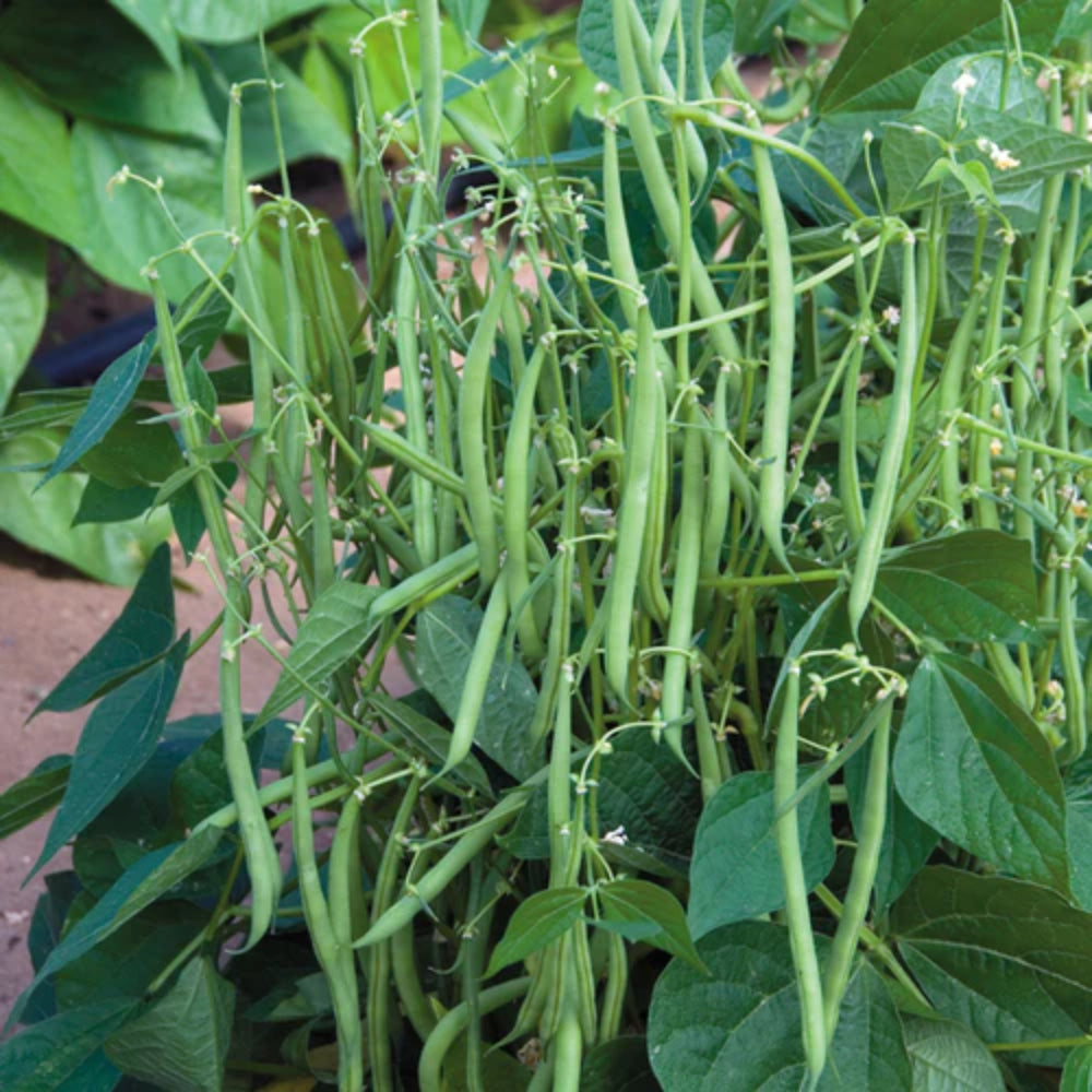 Provider Green Bush Bean