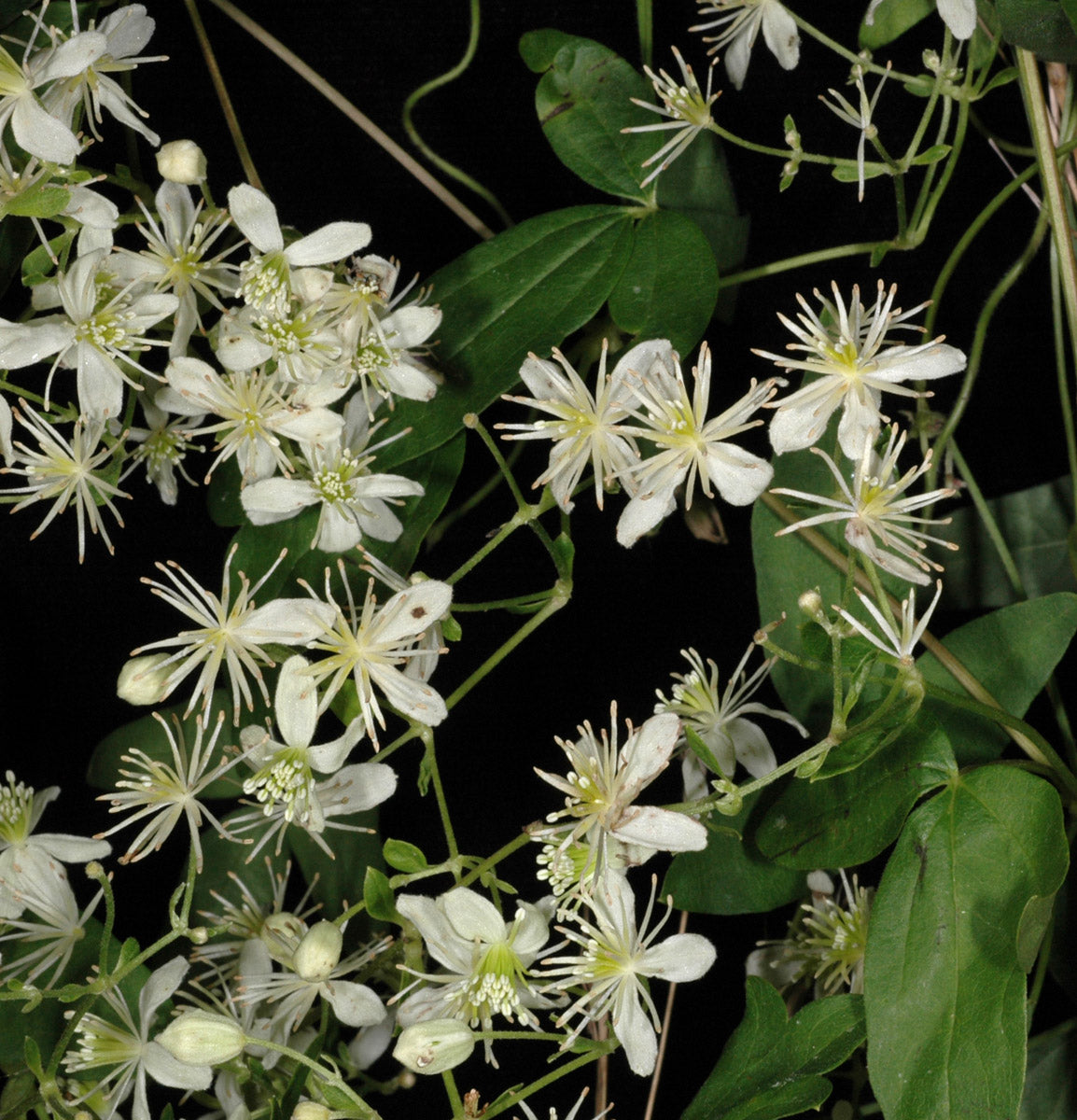 Clematis Virginiana Flowering Plant VIRGIN'S BOWER 100 mg Seeds For Planting