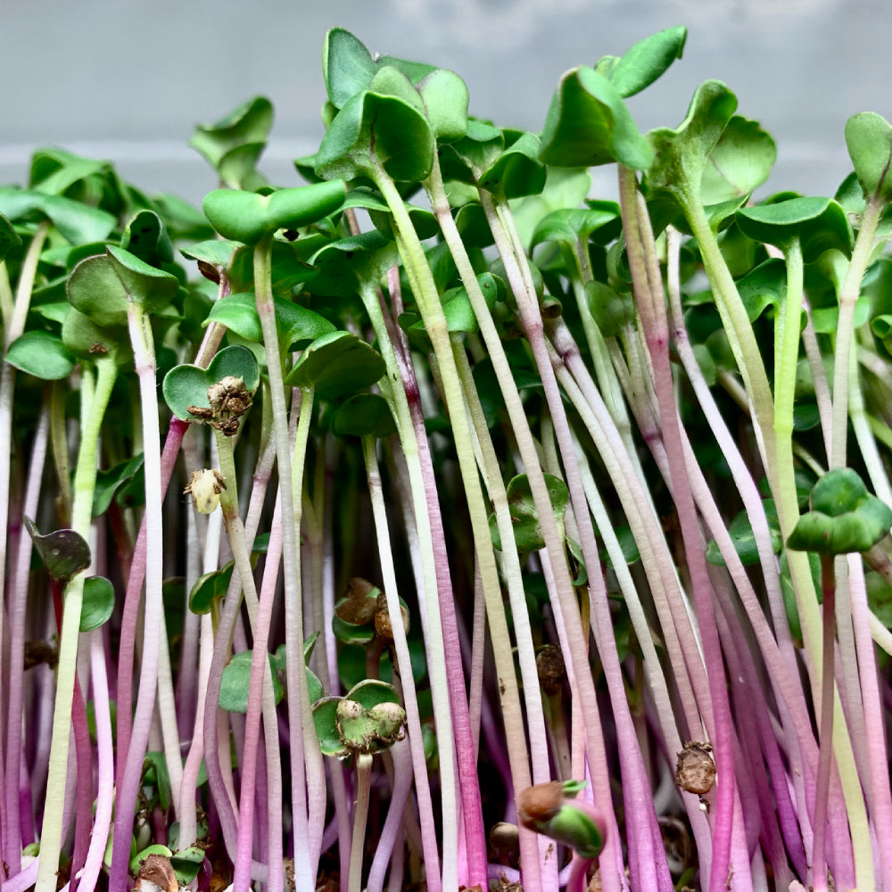 Radish Triton Purple Stem