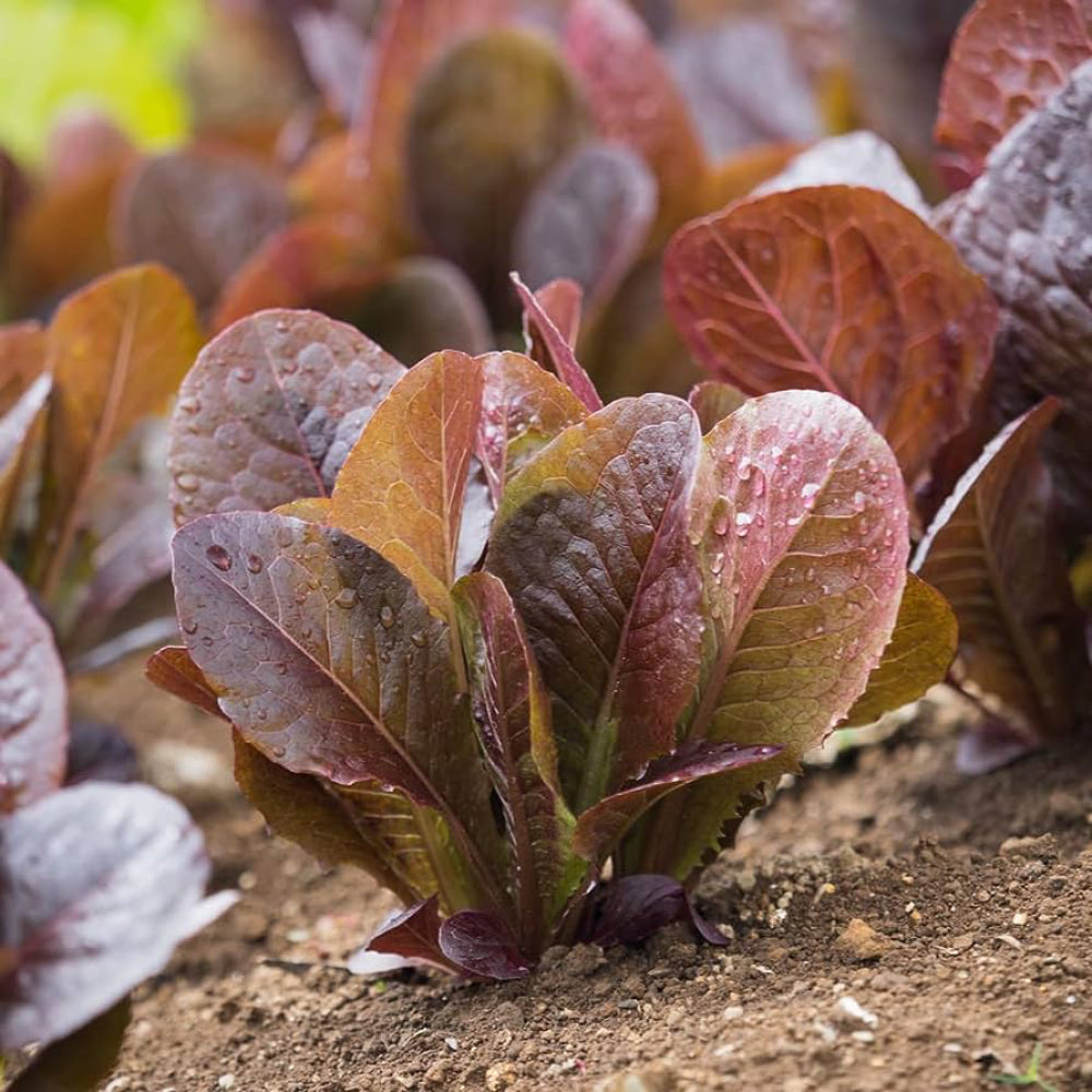 Red Romaine Lettuce