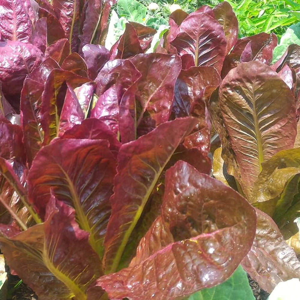 Rouge De Hiver Red Romaine Lettuce