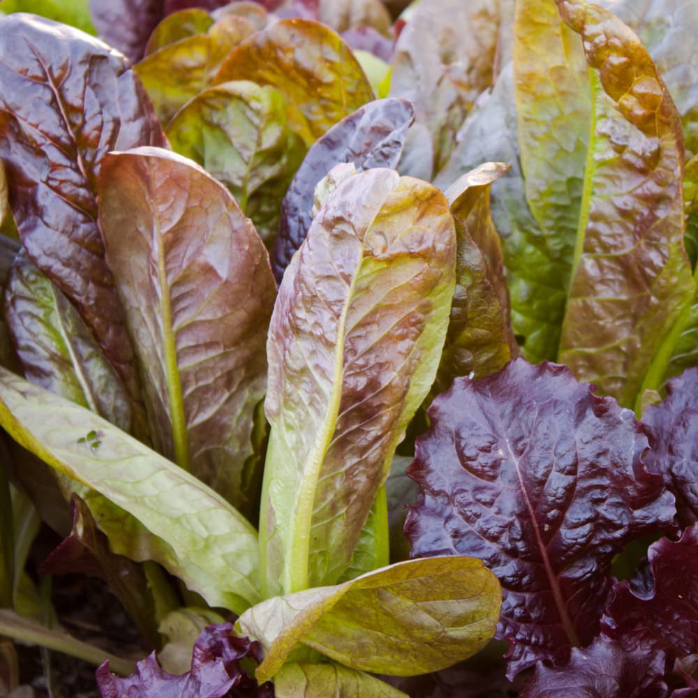 Rouge De Hiver Red Romaine Lettuce