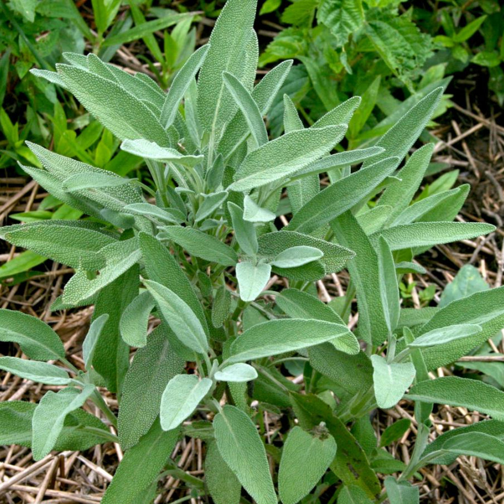 Sage Broadleaf