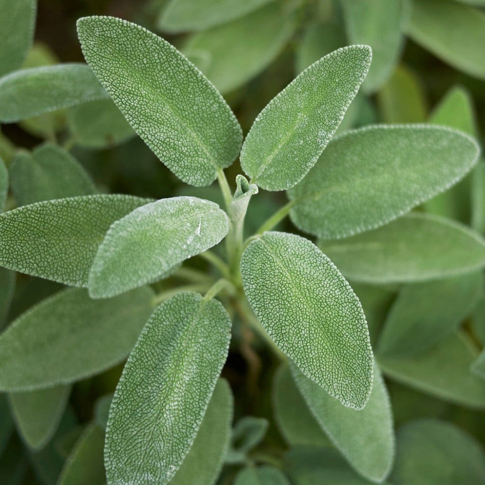 Sage Broadleaf