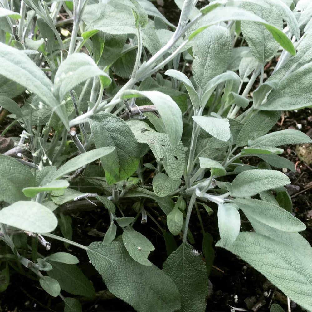 Sage Broadleaf
