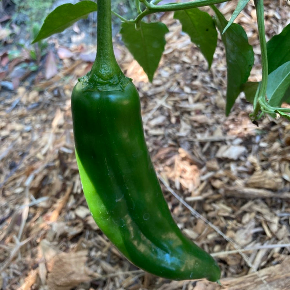 Sandia Hot Pepper