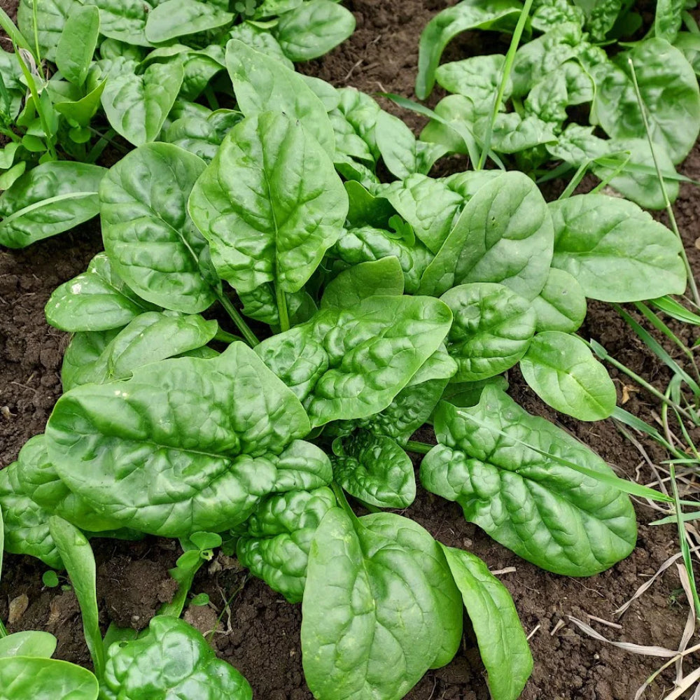 Spinach Bloomsdale Long Standing
