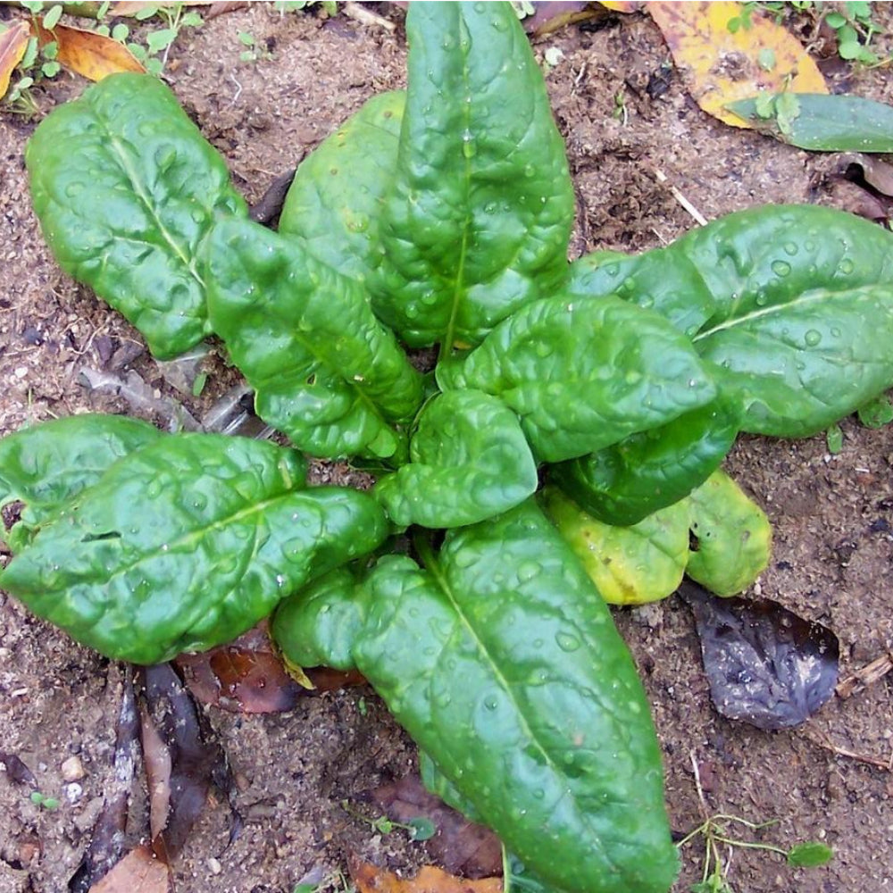 Spinach Bloomsdale Long Standing