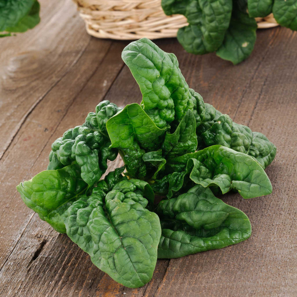 Spinach Bloomsdale Long Standing
