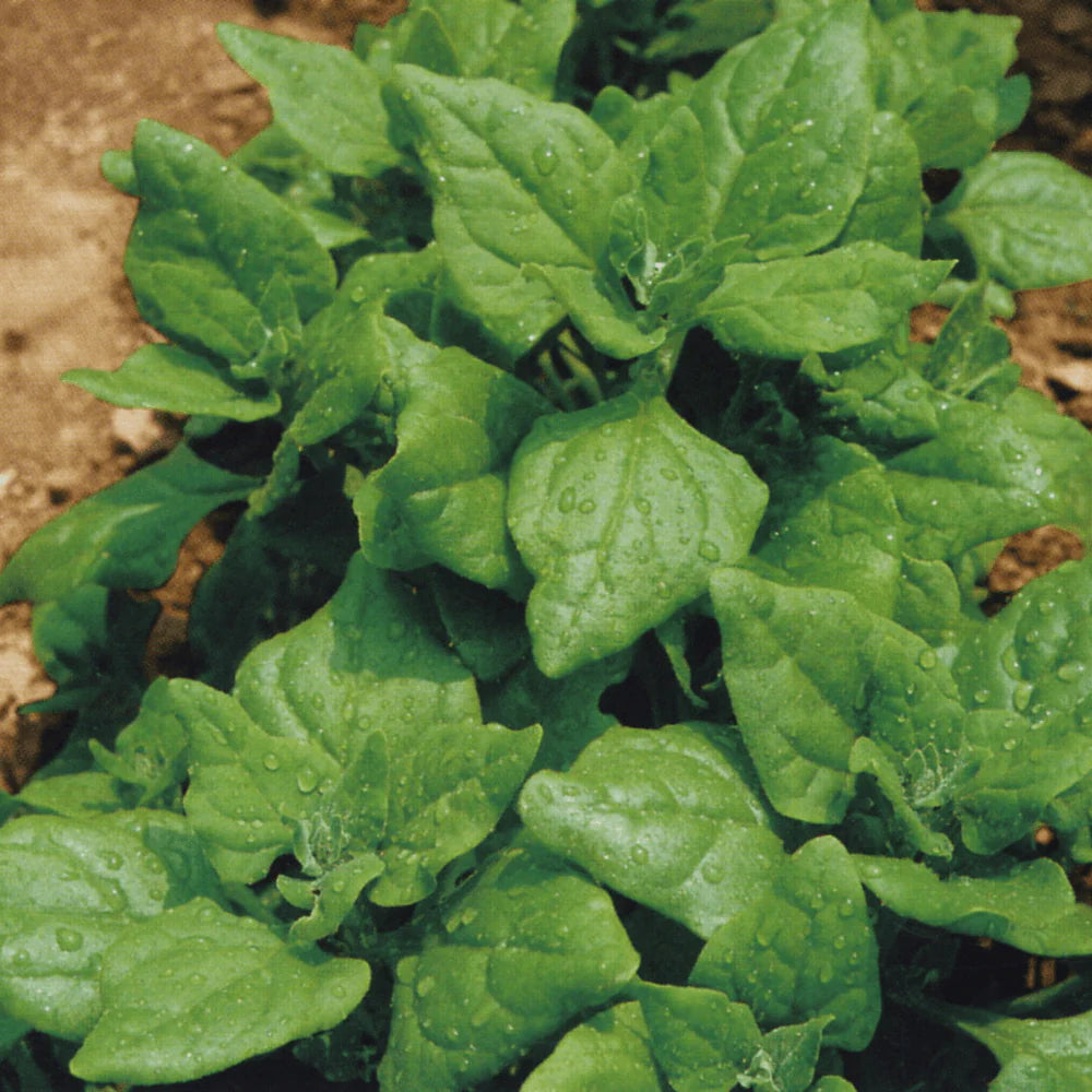 Spinach New Zealand