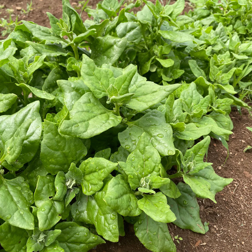 Spinach New Zealand