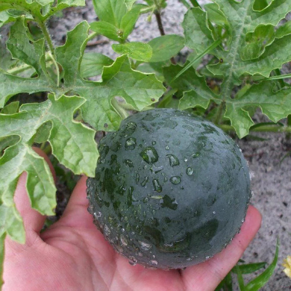 Sugar Baby Watermelon