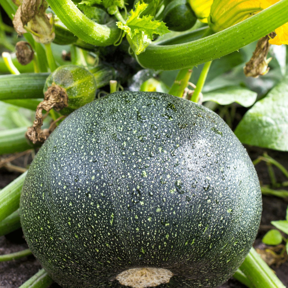 Summer Squash Round Zucchini