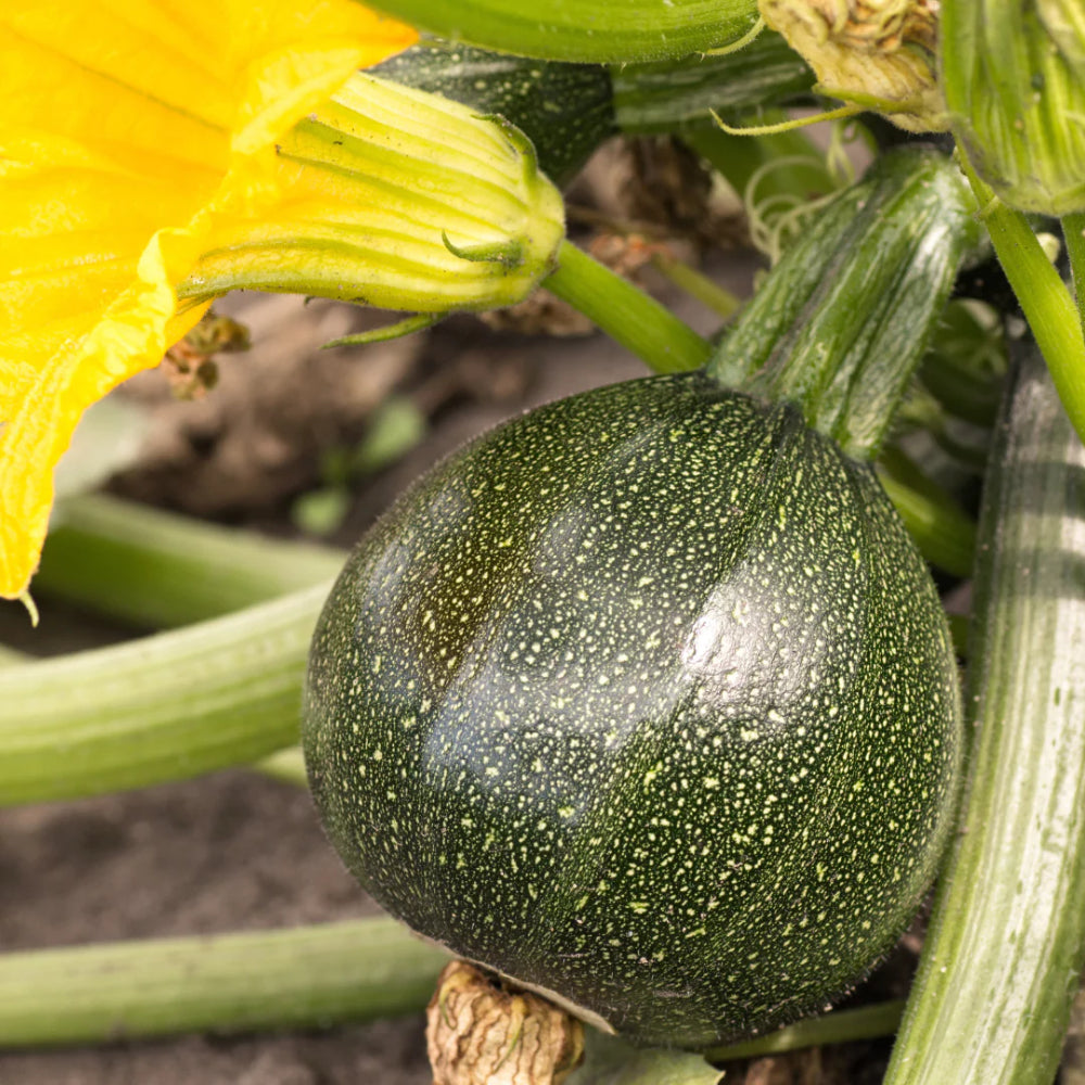 Summer Squash Round Zucchini